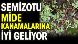semizotu-mide-kanamalarina-duzgun-geliyor-cHdYxJyU.jpg