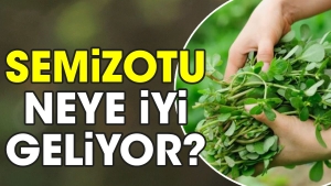 semizotu-neye-yeterli-geliyor-hdih9T94.jpg