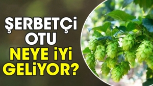 serbetci-otu-neye-duzgun-geliyor-cGJpOOGm.jpg
