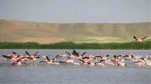 seyfe-golunde-su-duzeyi-yuzde-80e-ulasti-EVUPQ4h3.jpg