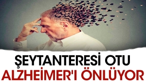 seytanteresi-otu-alzheimeri-onluyor-IInSHP2n.jpg
