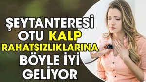 seytanteresi-otu-kalp-rahatsizliklarina-bu-turlu-yeterli-geliyor-9b3AsbS9.jpg