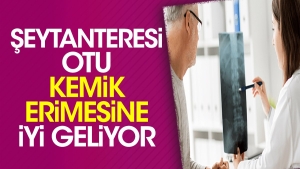 seytanteresi-otu-kemik-erimesine-guzel-geliyor-tZHOqa5h.jpg