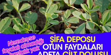 sifa-deposu-otun-yararlari-adeta-cilt-dolusu-neredeyse-yararli-olmadigi-hastalik-yok-sMlrh1O8.jpg
