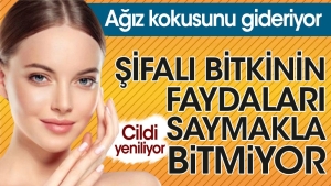 sifali-bitkinin-yararlari-saymakla-bitmiyor-agiz-kokusunu-gideriyor-cildi-yeniliyor-DattGUi9.jpg