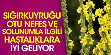 sigirkuyrugu-otu-nefes-ve-teneffusle-ilgili-hastaliklara-yeterli-geliyor-MRwF8B4i.jpg