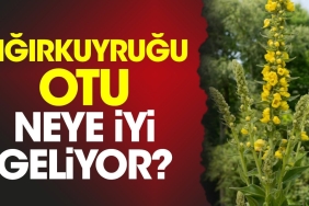 sigirkuyrugu-otu-neye-guzel-geliyor-QD1RTAWh.jpg