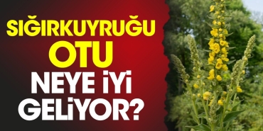 sigirkuyrugu-otu-neye-guzel-geliyor-QD1RTAWh.jpg