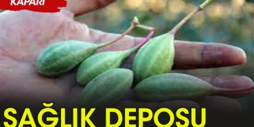 sihhat-deposu-bitki-kapari-iU9hQxjn.jpg