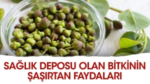 sihhat-deposu-olan-bitkinin-sasirtan-yararlari-LTtDieXc.jpg