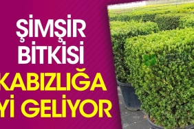 simsir-bitkisi-kabizliga-duzgun-geliyor-y1q7X3RV.jpg