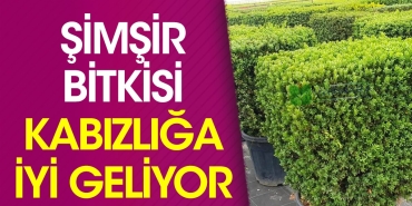 simsir-bitkisi-kabizliga-duzgun-geliyor-y1q7X3RV.jpg