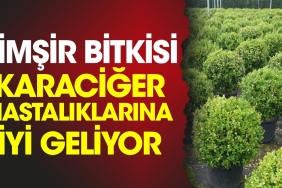 simsir-bitkisi-karaciger-hastaliklarina-l-geliyor-wGyysiBx.jpg