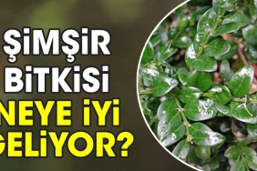 simsir-bitkisi-neye-yeterli-geliyor-4Hsnc2AI.jpg