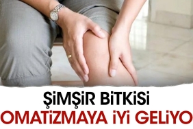 simsir-bitkisi-romatizmaya-yeterli-geliyor-lZyG55Yq.jpg