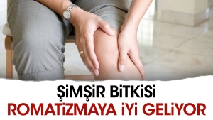simsir-bitkisi-romatizmaya-yeterli-geliyor-lZyG55Yq.jpg