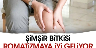 simsir-bitkisi-romatizmaya-yeterli-geliyor-lZyG55Yq.jpg