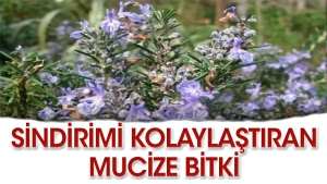 sindirimi-kolaylastiran-sifali-bitki-hXcAChfG.jpg