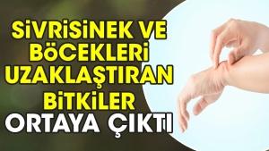 sivrisinek-ve-bocekleri-uzaklastiran-bitkiler-ortaya-cikti-cZpeQCZf.jpg