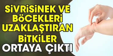 sivrisinek-ve-bocekleri-uzaklastiran-bitkiler-ortaya-cikti-cZpeQCZf.jpg