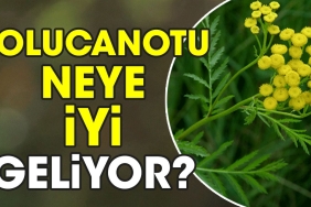 solucanotu-neye-uygun-geliyor-XqC56i1z.jpg
