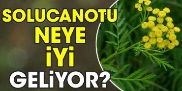 solucanotu-neye-uygun-geliyor-XqC56i1z.jpg