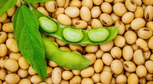 soya-fasulyesinin-yararlari-nelerdir-soya-fasulyesi-neye-uygun-geliyor-iYLACevf.jpg