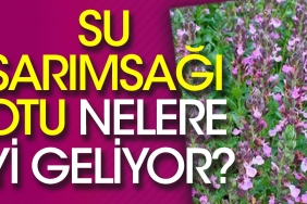 su-sarimsagi-otu-nelere-guzel-geliyor-iste-yararlari-LYMQGrfD.jpg