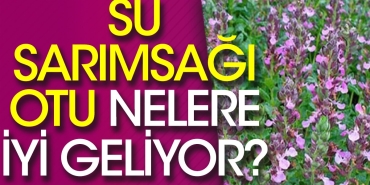 su-sarimsagi-otu-nelere-guzel-geliyor-iste-yararlari-LYMQGrfD.jpg