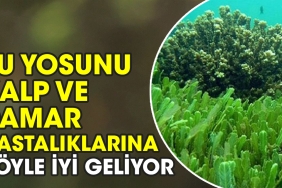 su-yosunu-kalp-ve-damar-hastaliklarina-bu-turlu-yeterli-geliyor-kWJurlmZ.jpg