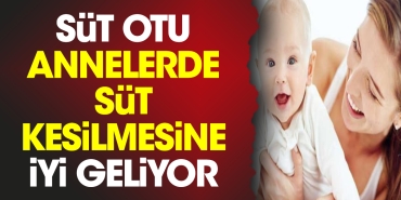 sut-otu-annelerde-sut-kesilmesine-l-geliyor-682CiGcM.jpg