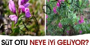 sut-otu-neye-uygun-geliyor-p39IazUj.jpg