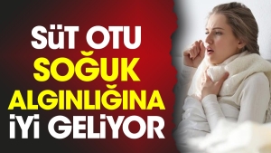 sut-otu-soguk-alginligina-l-geliyor-7mHgqp1y.jpg