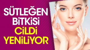 sutlegen-bitkisi-cildi-yeniliyor-jxYuxbHx.jpg
