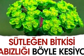 sutlegen-bitkisi-kabizligi-bu-turlu-kesiyor-YzpaX9CK.jpg
