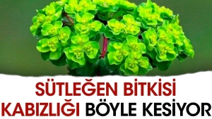 sutlegen-bitkisi-kabizligi-bu-turlu-kesiyor-YzpaX9CK.jpg