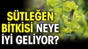 sutlegen-bitkisi-neye-l-geliyor-8KuhPQ4w.jpg