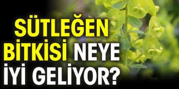 sutlegen-bitkisi-neye-l-geliyor-8KuhPQ4w.jpg