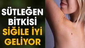 sutlegen-bitkisi-sigile-guzel-geliyor-MxlYm4R3.jpg