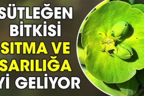 sutlegen-bitkisi-sitma-ve-sariliga-l-geliyor-MKRHbgTC.jpg