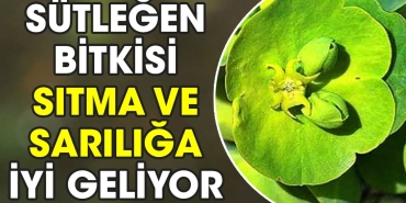 sutlegen-bitkisi-sitma-ve-sariliga-l-geliyor-MKRHbgTC.jpg