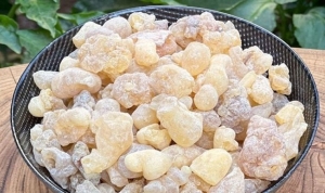 tabiatin-sifali-recinesi-akgunluk-sakizi-ve-bilinmeyen-yararlari-6wGhxxOq.jpg