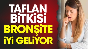 taflan-bitkisi-bronsite-guzel-geliyor-hOpBpKMm.jpg