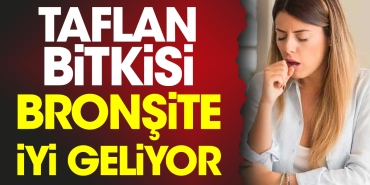 taflan-bitkisi-bronsite-guzel-geliyor-hOpBpKMm.jpg