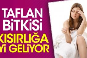 taflan-bitkisi-kisirliga-yeterli-geliyor-KlG5v3xw.jpg