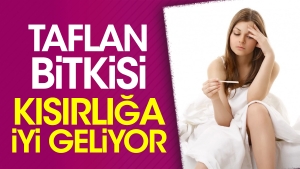 taflan-bitkisi-kisirliga-yeterli-geliyor-KlG5v3xw.jpg