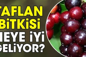 taflan-bitkisi-neye-uygun-geliyor-peTrEVRM.jpg