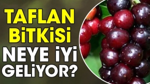 taflan-bitkisi-neye-uygun-geliyor-peTrEVRM.jpg