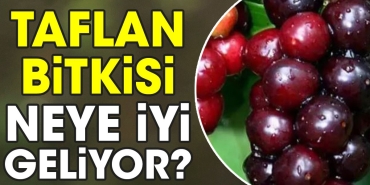 taflan-bitkisi-neye-uygun-geliyor-peTrEVRM.jpg