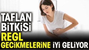 taflan-bitkisi-regl-gecikmelerine-yeterli-geliyor-5kLClBqQ.jpg